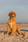Broholmer Puppy