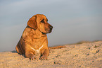 Broholmer on the beach