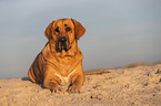 Broholmer on the beach