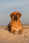Broholmer on the beach