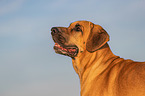Broholmer Portrait
