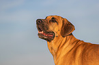 Broholmer Portrait