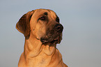 Broholmer Portrait