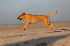 Broholmer on the beach