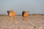 Broholmer at the beach