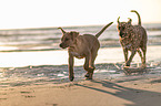 Broholmer at the beach