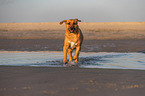 Broholmer on the beach