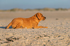 Broholmer Puppy