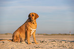 Broholmer on the beach