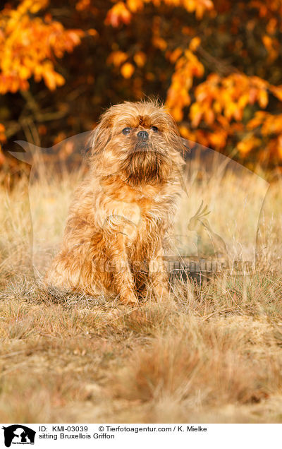 sitting Bruxellois Griffon / KMI-03039