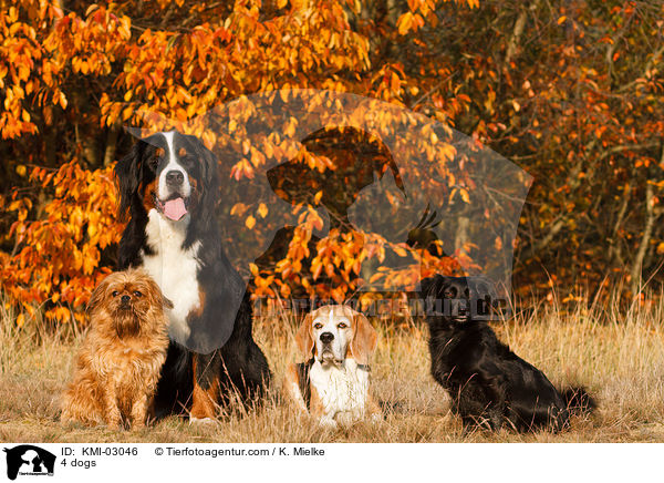 4 dogs / KMI-03046