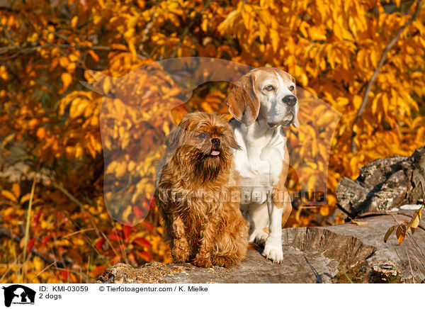 2 Hunde / 2 dogs / KMI-03059