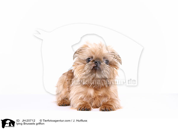 liegender Brsseler Griffon / lying Brussels griffon / JH-20712