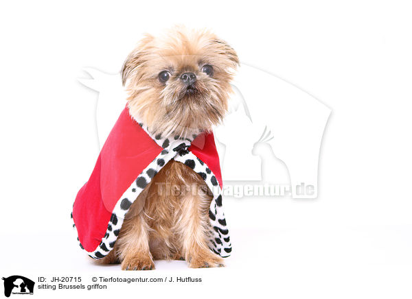 sitzender Brsseler Griffon / sitting Brussels griffon / JH-20715