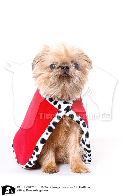 sitzender Brsseler Griffon / sitting Brussels griffon / JH-20716