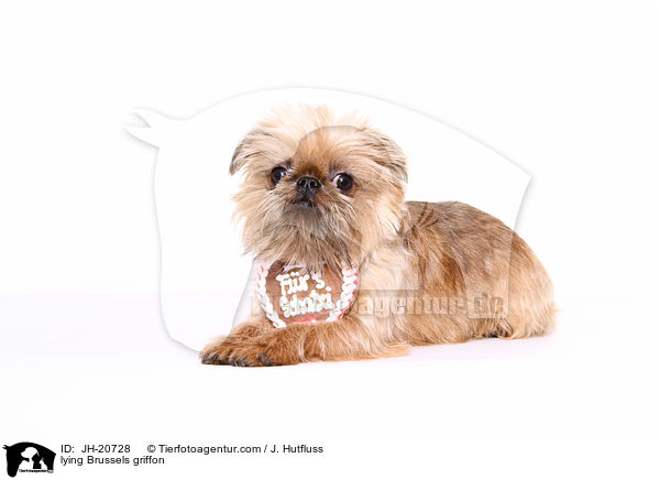 liegender Brsseler Griffon / lying Brussels griffon / JH-20728
