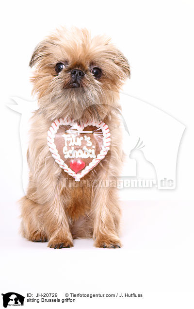 sitzender Brsseler Griffon / sitting Brussels griffon / JH-20729