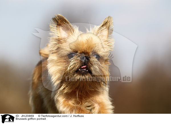 Brsseler Griffon Portrait / Brussels griffon portrait / JH-20869