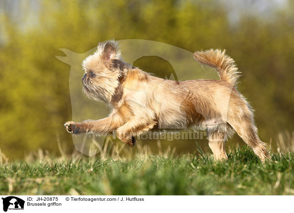 Brsseler Griffon / Brussels griffon / JH-20875