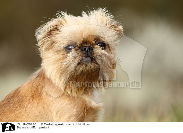 Brussels griffon portrait / JH-20880