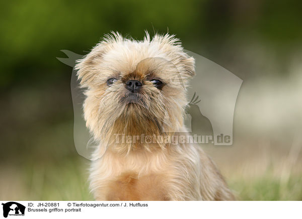 Brsseler Griffon Portrait / Brussels griffon portrait / JH-20881