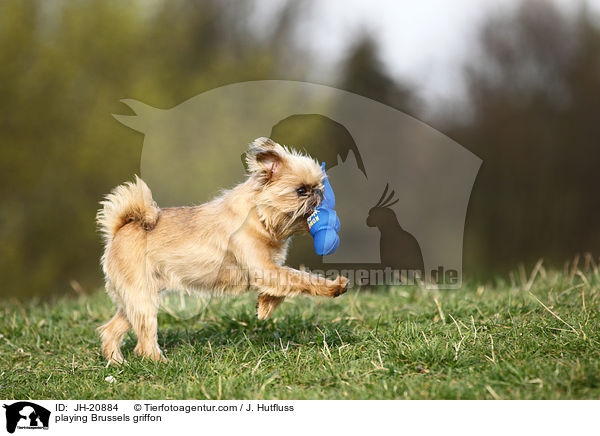 spielender Brsseler Griffon / playing Brussels griffon / JH-20884