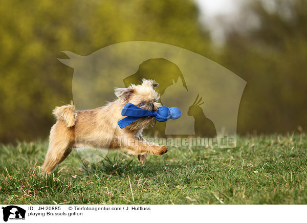 spielender Brsseler Griffon / playing Brussels griffon / JH-20885
