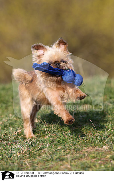 spielender Brsseler Griffon / playing Brussels griffon / JH-20890