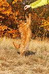 Bruxellois Griffon shows trick