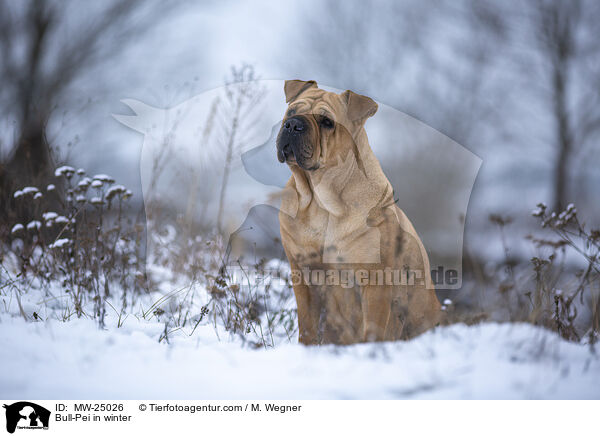 Bull-Pei im Winter / Bull-Pei in winter / MW-25026