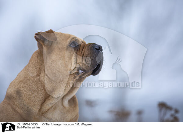 Bull-Pei in winter / MW-25033