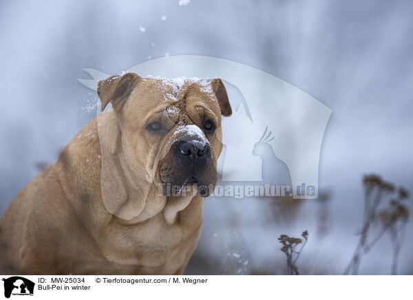 Bull-Pei im Winter / Bull-Pei in winter / MW-25034