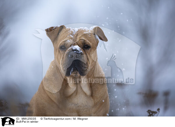 Bull-Pei im Winter / Bull-Pei in winter / MW-25035
