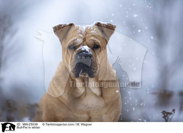Bull-Pei im Winter / Bull-Pei in winter / MW-25036