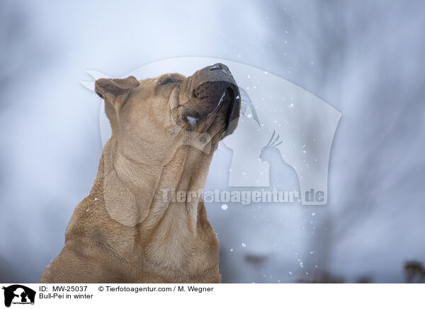Bull-Pei in winter / MW-25037