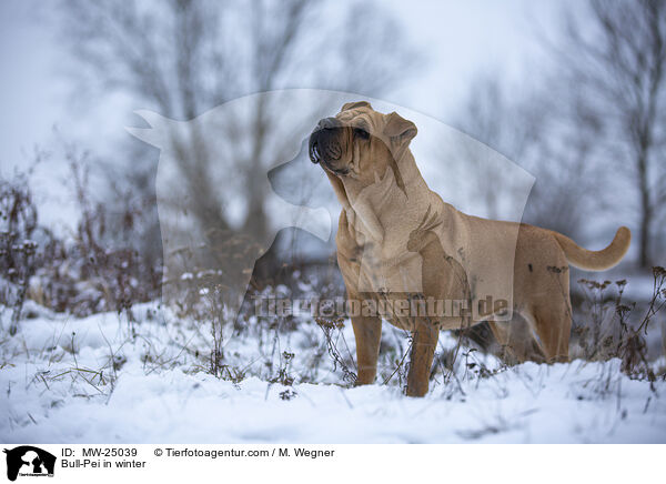 Bull-Pei in winter / MW-25039