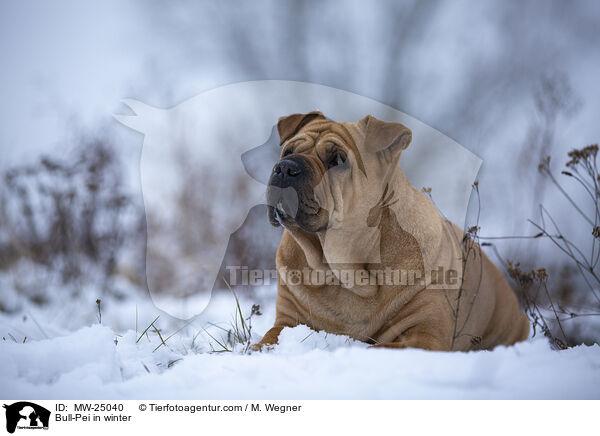 Bull-Pei im Winter / Bull-Pei in winter / MW-25040