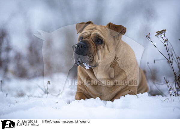 Bull-Pei im Winter / Bull-Pei in winter / MW-25042