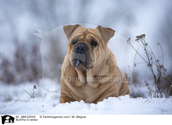 Bull-Pei im Winter / Bull-Pei in winter / MW-25044