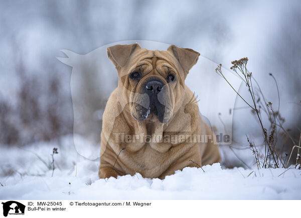 Bull-Pei im Winter / Bull-Pei in winter / MW-25045