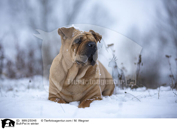 Bull-Pei im Winter / Bull-Pei in winter / MW-25046