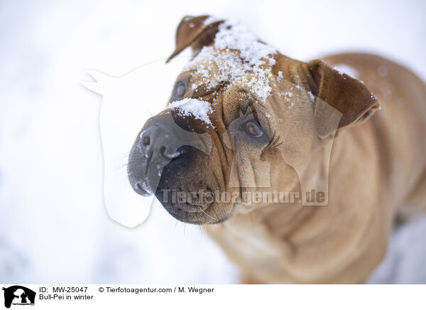 Bull-Pei im Winter / Bull-Pei in winter / MW-25047