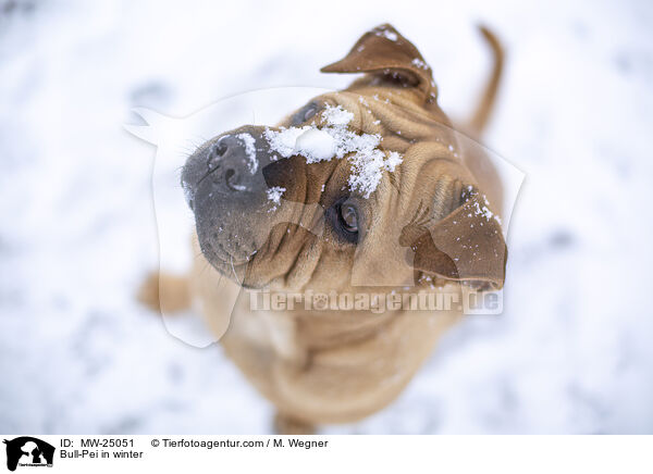 Bull-Pei in winter / MW-25051