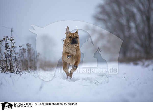 Bull-Pei im Winter / Bull-Pei in winter / MW-25056