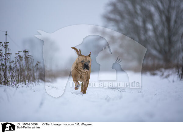 Bull-Pei im Winter / Bull-Pei in winter / MW-25058