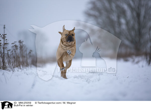 Bull-Pei im Winter / Bull-Pei in winter / MW-25059