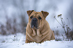 Bull-Pei in winter
