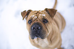 Bull-Pei in winter