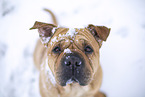 Bull-Pei in winter