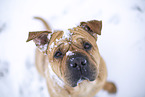 Bull-Pei in winter